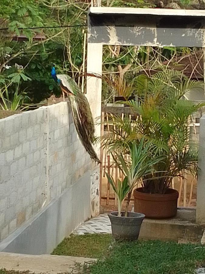 Peacock Garden Bed and Breakfast Tangalle Exteriör bild