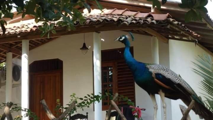 Peacock Garden Bed and Breakfast Tangalle Exteriör bild