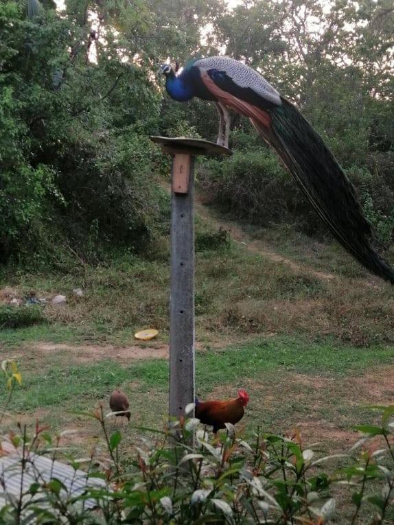 Peacock Garden Bed and Breakfast Tangalle Exteriör bild